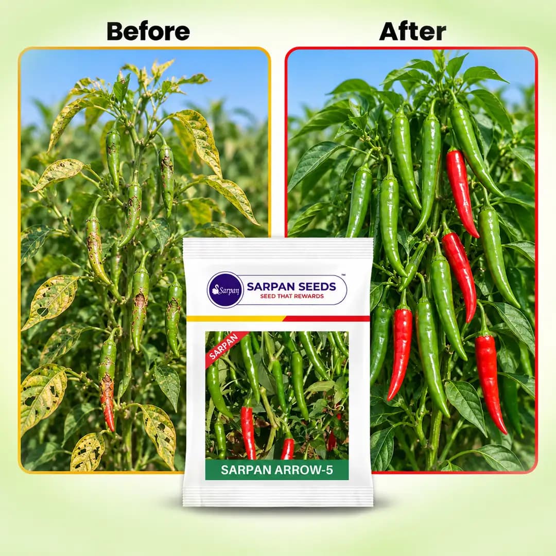 Sarpan Arrow-5, F1 Hybrid Chilli Seeds, Glossy Dark Green Color, All Season Variety - Image 3