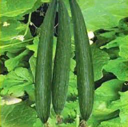 Jivit F1 Hybrid Sponge Gourd Sharvi Seeds, Vigorous Growing Vines, Dark Green in Color 4