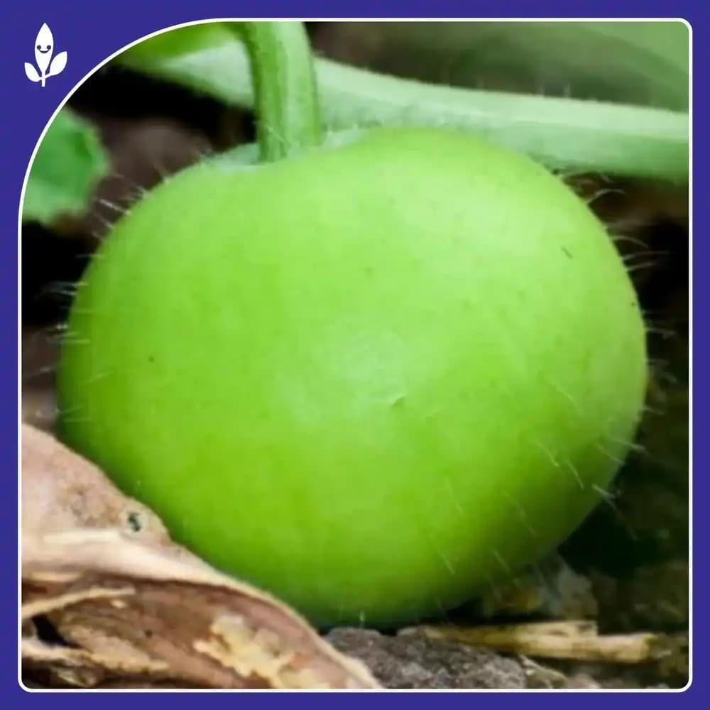 Sagar Naresh F1 Hybrid Tinda Seeds, High Yield, Early Maturity, Light Green Hairy Fruits - Image 9