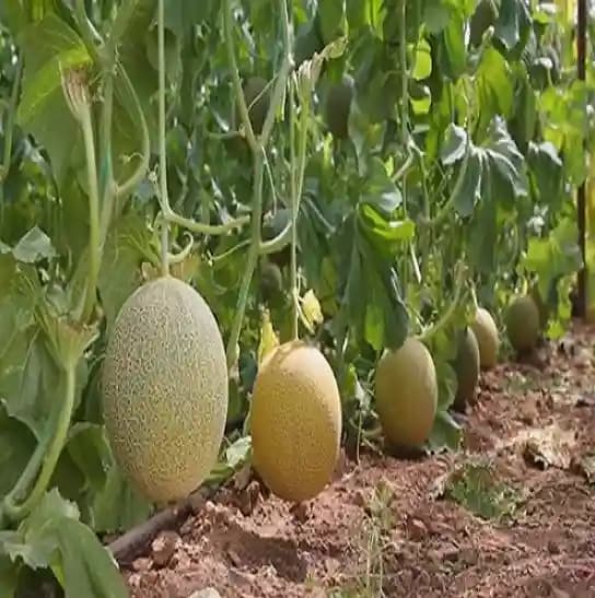 Jivit JS 111 F1 Hybrid Muskmelon Seeds, Popular Creamish Netted Color Variety. - Image 4