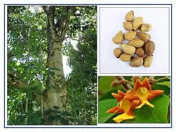 RK Seeds - Gmelina arborea seeds, Gamhar seed, White Teak, Gmelina, goomar teak seeds, Kashmir tree, Malay beechwood seeds, white teak seeds, Yamane, 4