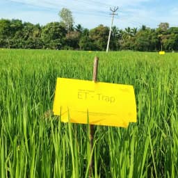 Barrix Trapper ET Trap, Yellow Stem Borer Pheromone Trap & Lure, Effective For Paddy Crop, Long-Lasting Pest Control Solution 2