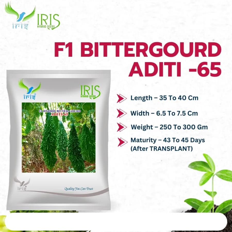 Iris Aditi-65 F1 Hybrid Bitter Gourd Seeds, High Yield, Vigorous Growth And Early Maturity - Image 2