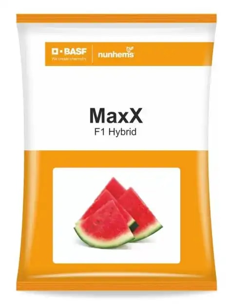 BASF Nunhems F1 Hybrid MaxX Watermelon Seeds, Icebox Variety
