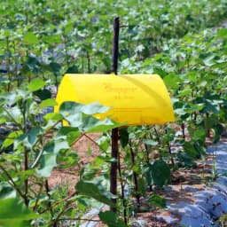 Barrix Trapper Pink Bollworm Pheromone Trap & Lure, Sustainable, Eco-Friendly Control Pest For Cotton And Okra 2