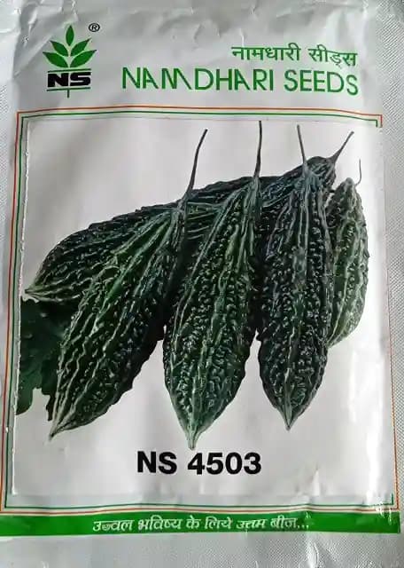 Namdhari Bitter Gourd NS 4503 F1 Hybrid seeds, Medium Spindle Smooth Dark Green Fruit - Image 1