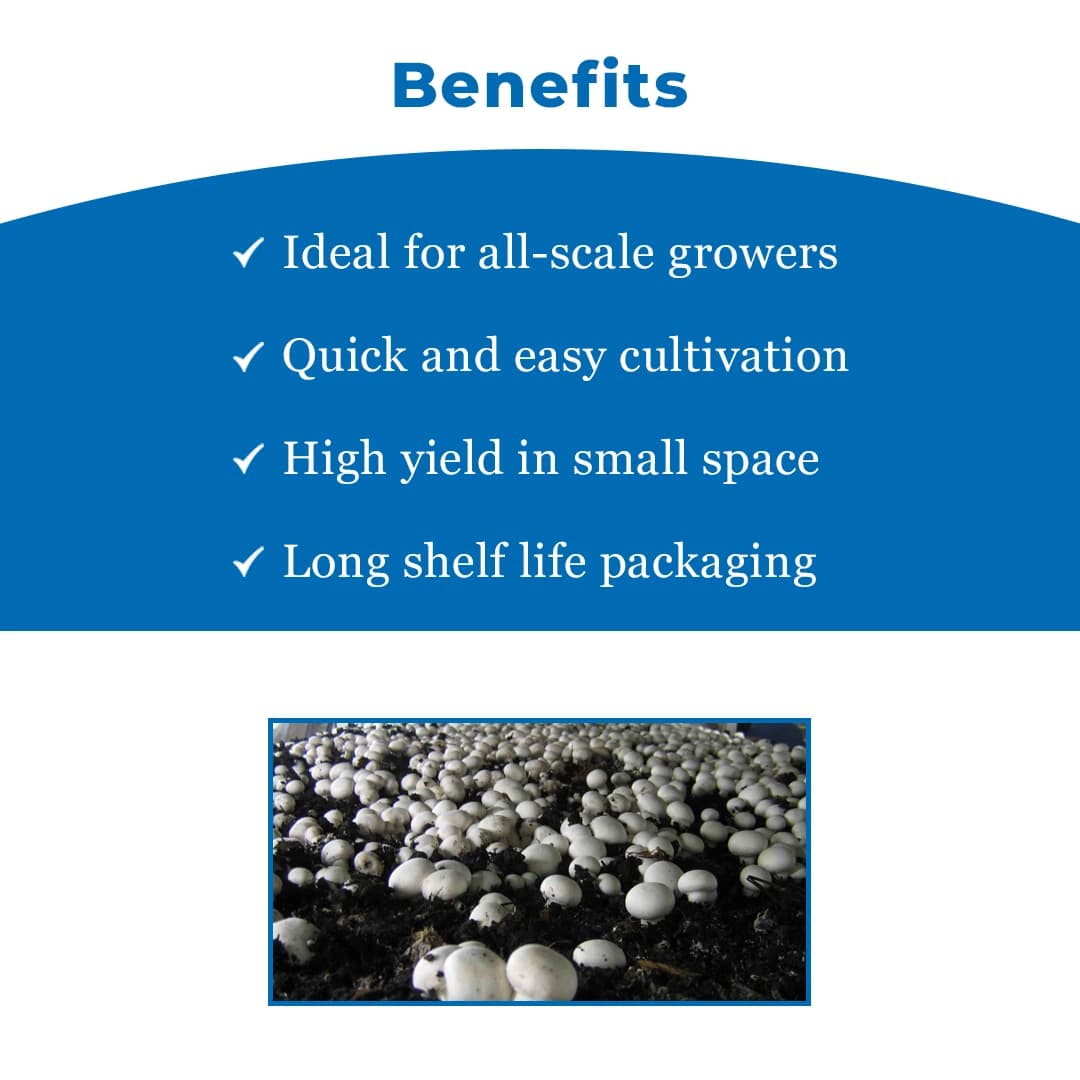 SporeKart Button Mushroom Spawn - Image 3