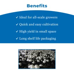 थानवी बायोटेक्नोलॉजी बटन मशरूम स्पॉन, एगैरिकस बिस्पोरस, केवल स्पॉन शामिल, सर्वोत्तम गुणवत्ता 4