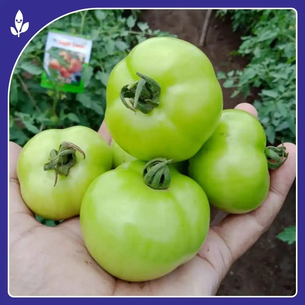 Sagar Tulsi F1 Hybrid Tomato Seeds, High Yield, Wide Adaptability, Oblate Flat Round Fruits - Image 2