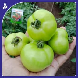 Sagar Tulsi F1 Hybrid Tomato Seeds, High Yield, Wide Adaptability, Oblate Flat Round Fruits 2