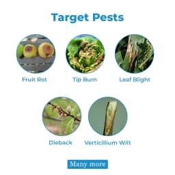 TATA Rallis Blitox Copper Oxychloride 50% WP , Very effective Fungicide for the control of diseases on field, garden and plantation Crops. 3