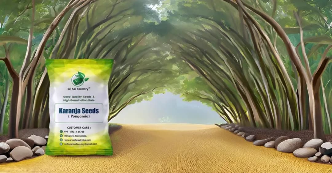 SRI SAI FORESTRY Karanja (Millettia Pinnata) Indian Beach Tree, Pongamia Pinnata, Pongame oil tree, Liquid Fuel Tree Seeds - Image 5