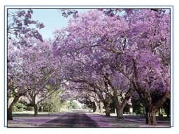 RK Seeds - Jacaranda, Blue Jacaranda Tree Seeds, Jacaranda Mimosifolia Seeds, Black Poui, The Fern Tree Seeds Ornamental Flowering Tree Seeds planting 4
