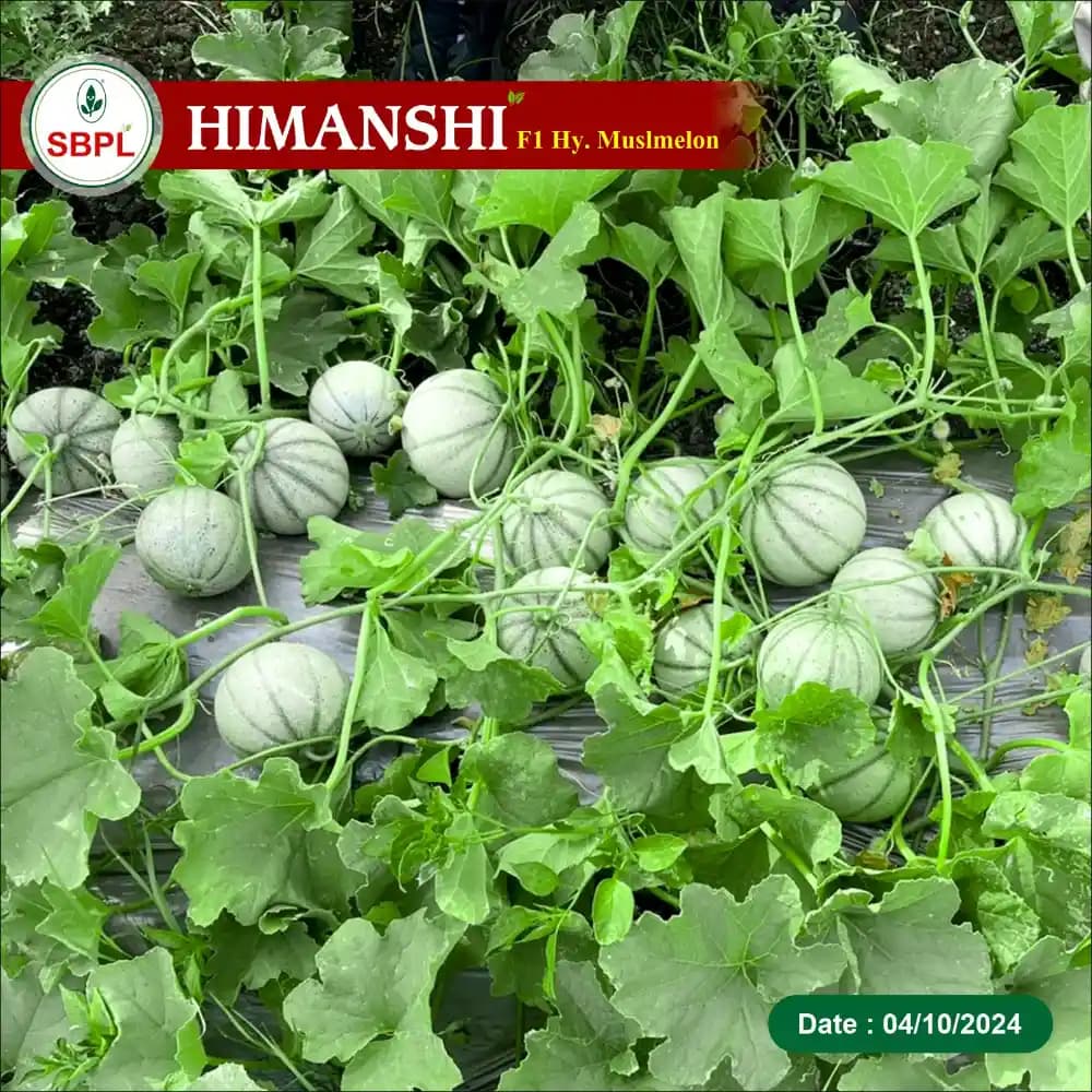 Sagar HIMANSHI F1 Hybrid Muskmelon Seeds, Early Maturity, Deep Orange and Round with Stripes - Image 3
