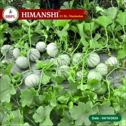 Sagar HIMANSHI F1 Hybrid Muskmelon Seeds, Early Maturity, Deep Orange and Round with Stripes 3