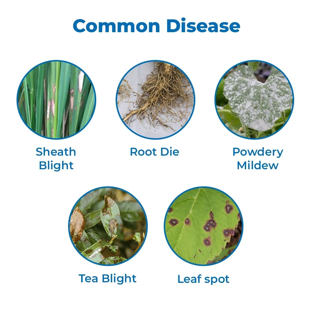 Agriventure Azotebuc ( Azoxystrobin 11% + Tebuconazole 18.3% Sc ) Fungicide - Image 3