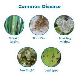 Agriventure Azotebuc ( Azoxystrobin 11% + Tebuconazole 18.3% Sc ) Fungicide 3