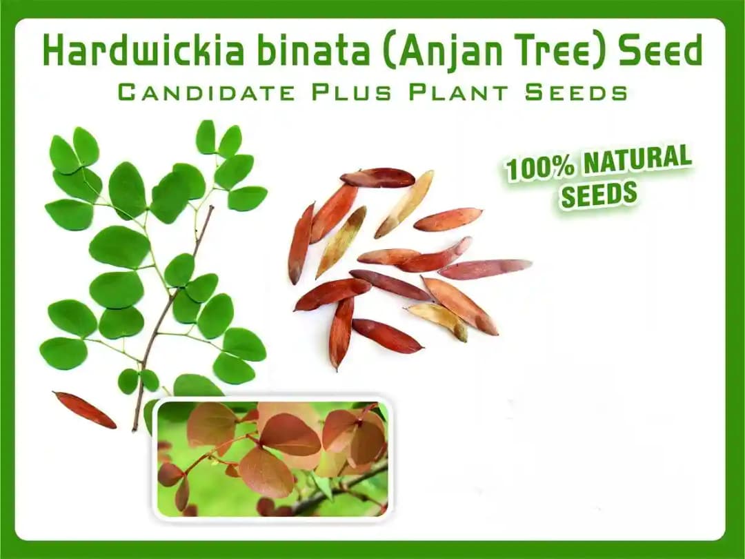 Hardwickia binata Seeds Natural Anjan Tree Seeds. Deciduous ornamental tree. - Image 2