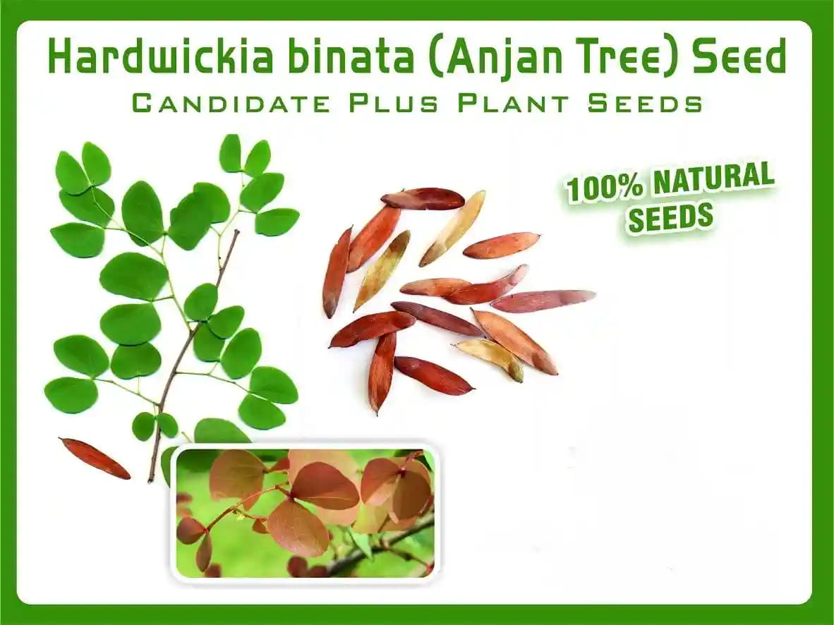 Hardwickia binata Seeds Natural Anjan Tree Seeds. Deciduous ornamental tree. - Image 1