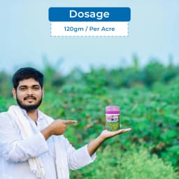 एडामा सिगालिट - पाइमेट्रोज़िन 50% डब्ल्यूजी कीटनाशक, धान में बीपीएच नियंत्रण के लिए उच्च प्रभावी समाधान 5