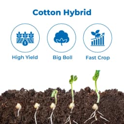 Mahyco Balraj+ MRC 7365 BG-II Hybrid Cotton Seeds, Kapas Ke Beej, High Yield, Easy Picking (475 Gm) 3