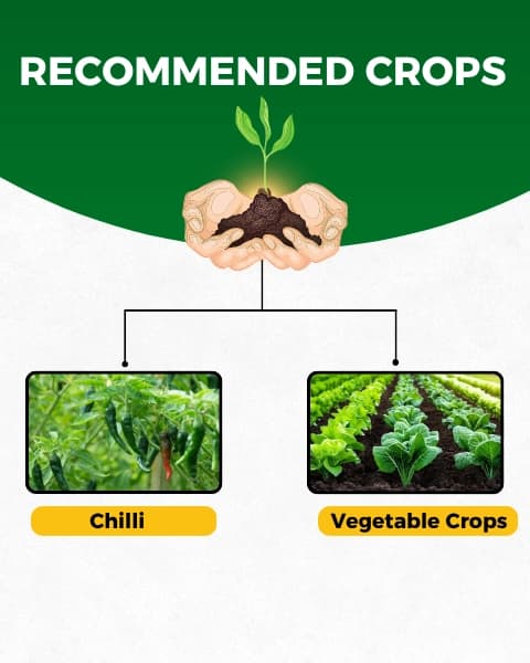 कात्यायनी सर्वशक्ति ऑर्गेनिक कीटनाशक, रस चूसने वाले कीटों के लिए सर्वोत्तम नियंत्रण - Image 4