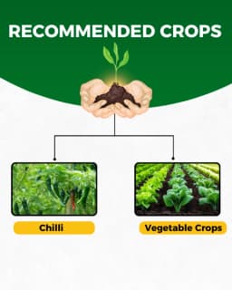 कात्यायनी सर्वशक्ति ऑर्गेनिक कीटनाशक, रस चूसने वाले कीटों के लिए सर्वोत्तम नियंत्रण 4