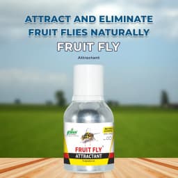 Fruit Fly Trap Attractant Methyl Eugenol Liquid For Bactrocera Dorsalis, Useful For Preparing Traps. 2