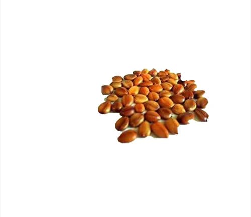 Cassia Fistula Seeds Golden Shower Tree (Sarakkontrai Seeds) Tree Seed