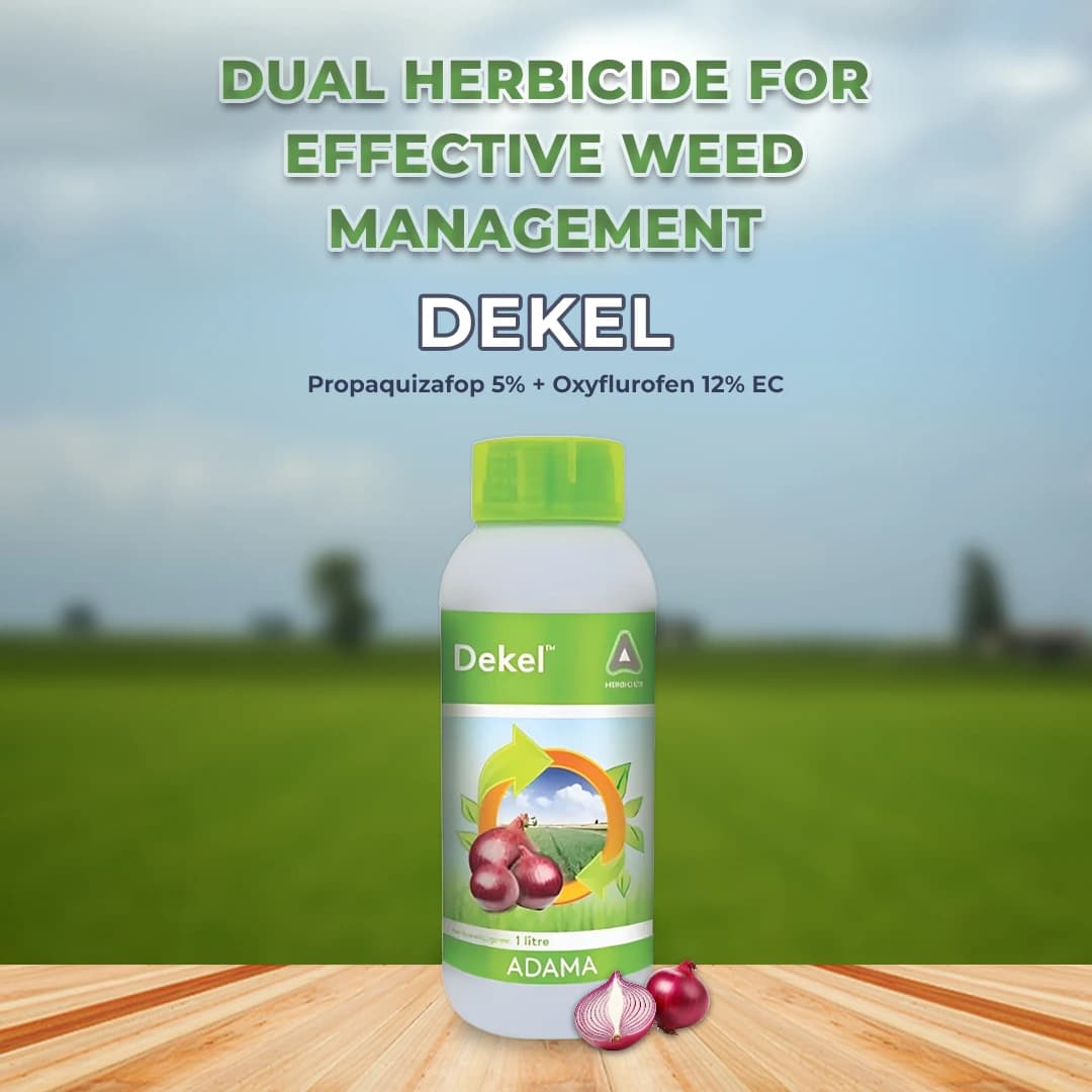 Adama Dekel Propaquizafop 5% + Oxyflurofen 12% EC, Broad Spectrum Herbicide for Both Types of Grasses and Broad Leaved Weeds in Onion Crop - Image 2