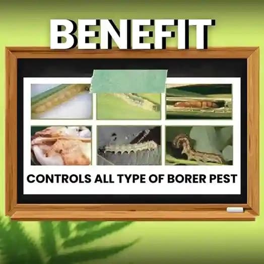 Katyayani Bt Bio Larvicide (Powder) Effective Bio-Pesticide For Natural and Eco-Friendly Larvae Control In Crops - Image 3