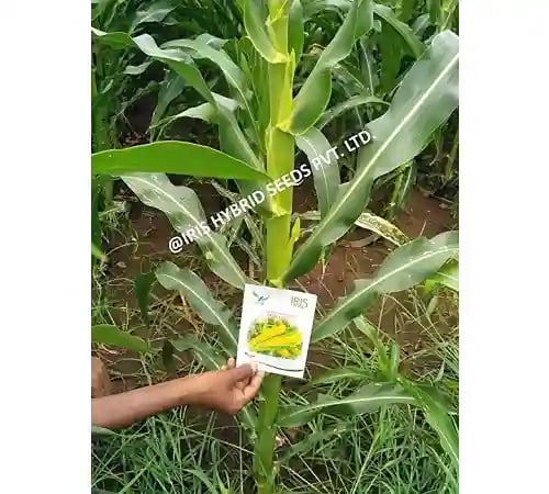 Iris Hybrid Vegetable Seeds F1 Hybrid Sweet Corn Honey Max, Best In Taste.