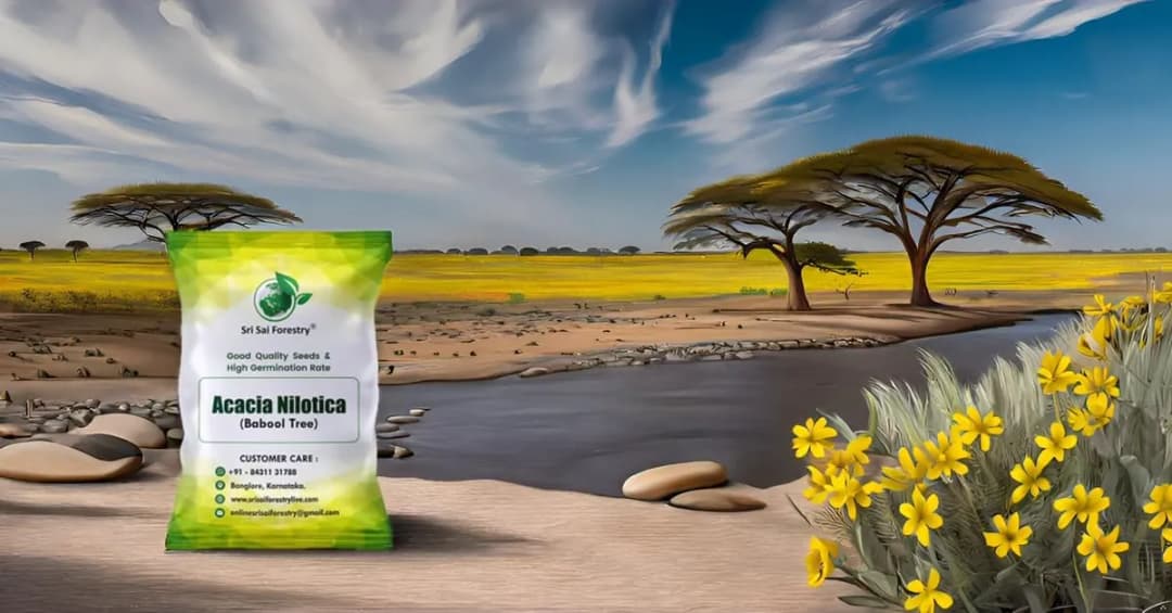 SRI SAI FORESTRY - Arabic Gum (Acacia Nilotica) Babool Tree seeds - Live Fencing Tree Seeds - Image 7