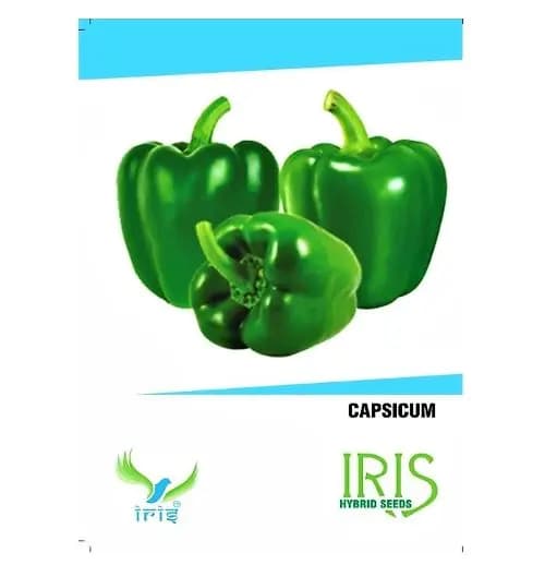 Iris Hybrid Green Capsicum Vegetable Seeds, Excellent Germination And Used In All Seasons - Image 1