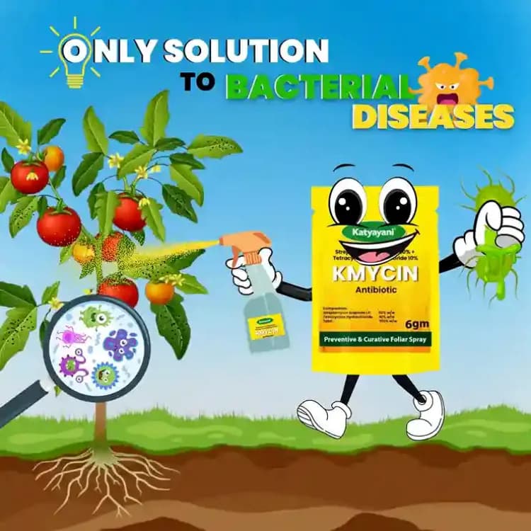 Katyayani KMYCIN Antibiotic Chemical Bacterial Fungicide, Effective Bacterial Disease Control, Preventive & Curative Foliar Spray - Image 2