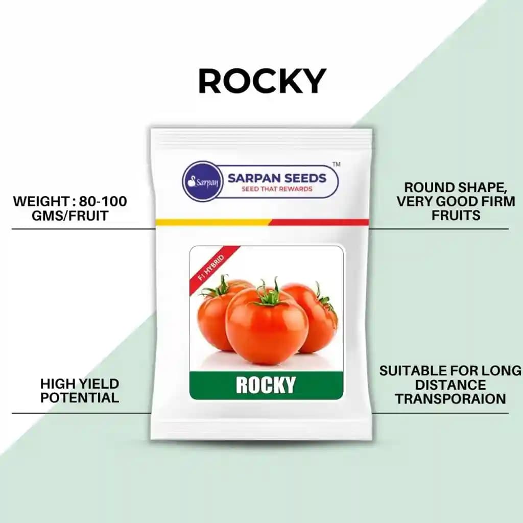 Sarpan Rocky Tomato White Shoulder F1 Hybrid Seeds, Suitable For Kharif And Rabbi Seasons