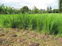 Sri Sai Forestry Red Napier Grass Seeds (MP Chari) Animal Fodder Seeds, For Summer and Rainy Seasons 5