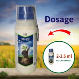 Velum Prime - Fluopyrum 34.48% SC, Effective and Long Duration Control of Root-Knot Nematodes (Meloidogyne Incognita) 8