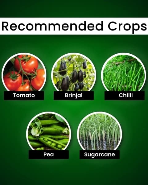 कात्यायनी मेटारहिजियम एनीसोप्लिए, (लिक्विड) जैव कीटनाशक, विभिन्न प्रकार के कीटों के लिए प्रभावी - Image 4