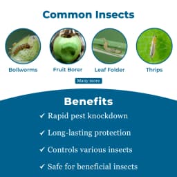 बायर डेसीस 100- डेल्टामेथ्रिन 100 ईसी(11% ईसी). लेपिडोप्टेरा, होमोप्टेरा, माहूँ, साइला, कोकिडिया, सिकाडेलिनिया, हेटेरोप्टेरा,थाइसानोप्टेरा से बचाता है 3