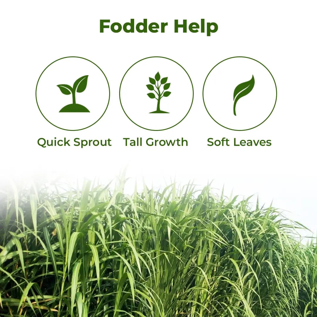 श्री साई फॉरेस्ट्री बाजरा नैपियर हाइब्रिड घास के बीज, बहु-कटाई घास के बीज और पशु का चारा - Image 3