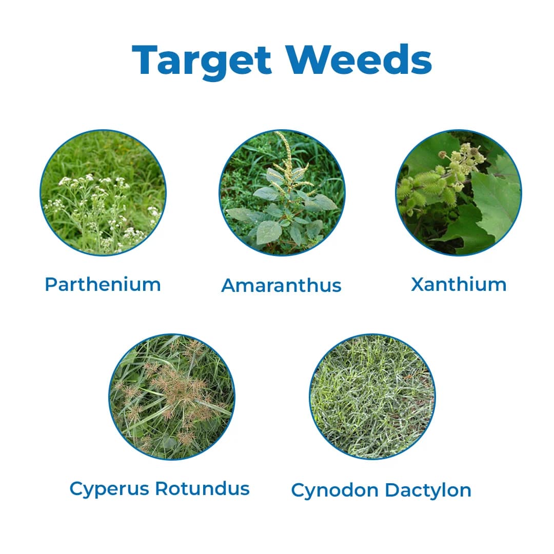 GSP RunOut-71 Ammonium Salt Of Glyphosate 71% SG Herbicide, Non-Selective, Effective Control Weed In Crops - Image 3