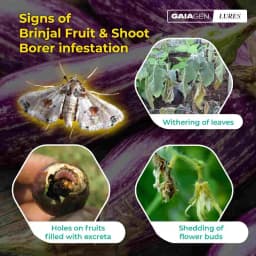 Gaiagen Brinjal Fruit And Shoot Borer Pheromone Lure For Leucinodes Orbonalis, IMO Certified. 10