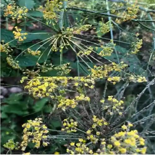 ALBATA Royal Clear Mite NOCA, SATTVIK and KRUSHI Certified, Non Toxic, Eco friendly, Smell Free Agricultural and Domestic use. - Image 1