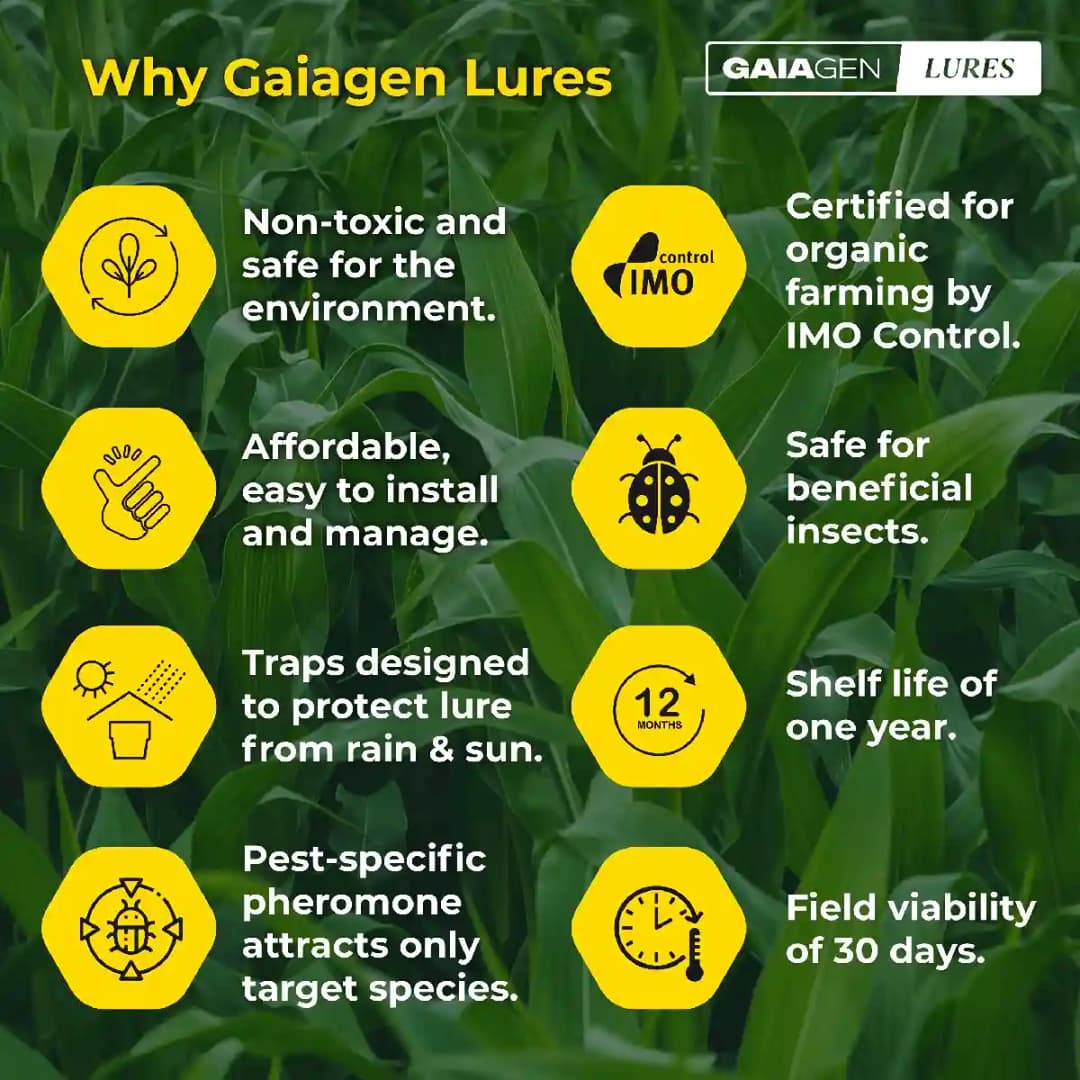 Gaiagen Fall Army Worm Pheromone Lure For Spodoptera Frugiperda And Insect Funnel Trap, IMO Certified - Image 7