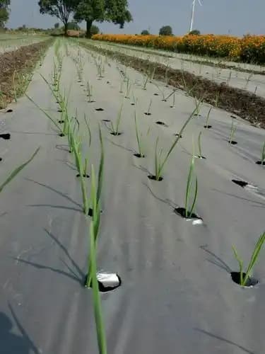 सिद्धि मल्चिंग होल मेकिंग मशीन, होल साइज 3 इंच, मैन्युअल रूप से संचालित, उपयोग में आसान. - Image 3