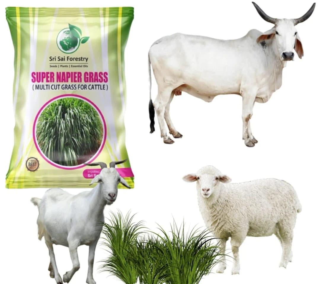 SRI SAI FORESTRY Super Napier Grass Seeds for Cattle, Multi Cut Grass Seed for Animal Fodder - Image 8