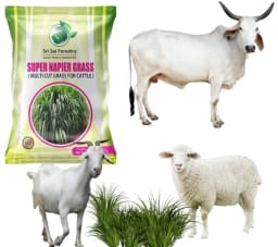 SRI SAI FORESTRY Super Napier Grass Seeds for Cattle, Multi Cut Grass Seed for Animal Fodder 8