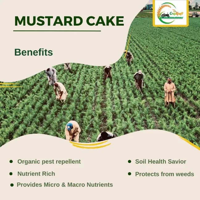Cropkraft Mustard Cake, Natural Organic Fertilizer For Thriving Plants, Protect Plants From Soil-borne Pests And Pathogens. - Image 3