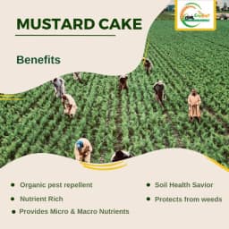 Cropkraft Mustard Cake, Natural Organic Fertilizer For Thriving Plants, Protect Plants From Soil-borne Pests And Pathogens. 3